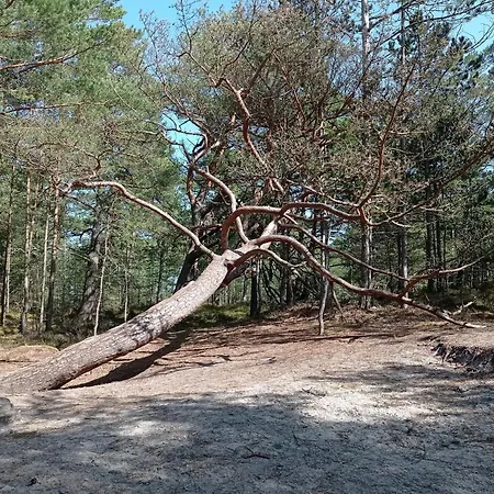 Διαμέρισμα Zakatek Na Ptasiej Sasino
