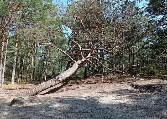 アパート Zakatek Na Ptasiej サシノ